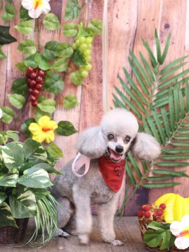 20230818サージュちゃん